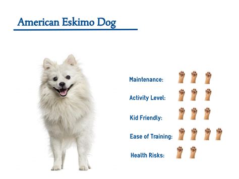 American Eskimo Dog Your Guide To Best Care