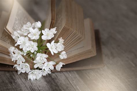 Free photo: Flowers n Book - Bloom, Blooming, Book - Free Download - Jooinn