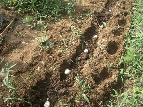 秋ジャガイモの植え付け 東京里山農業日誌