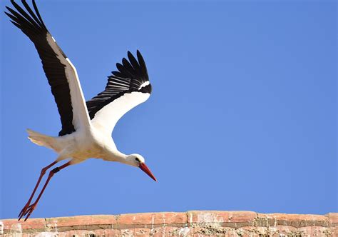 Stork Fugl Flyvende Gratis Foto P Pixabay Pixabay