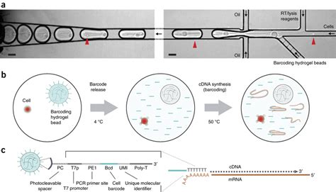 Single Cell Barcoding And Sequencing Using Droplet Microfluidics Rna