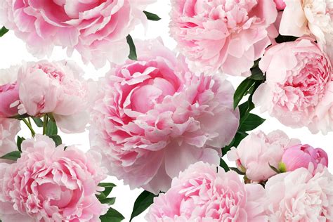 Fototapeta Peonie Piwonie Kwiaty P X Peonie Piwonie Kwiaty P