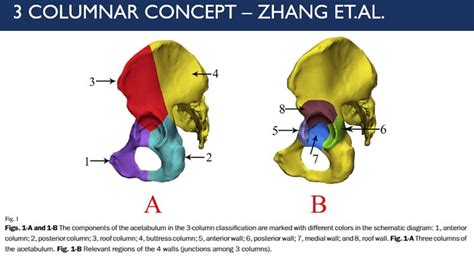 Column Concept Of Acetabulum Epomedicine