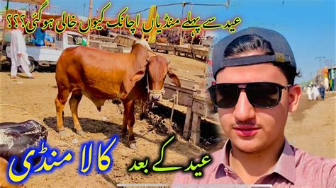 Kala Mandi Updates After Eid Cow Mandi Peshawar Abbas Jamil