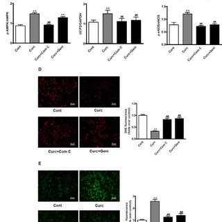 Curcumin Administration Reduced Ros And Increased No Production In