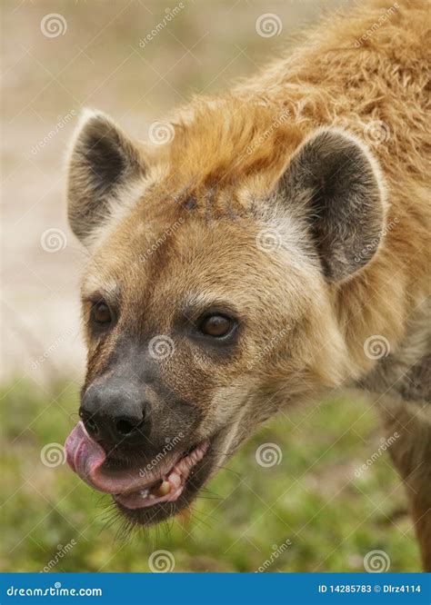 Hyena Eating stock image. Image of natural, african, kenya - 14285783