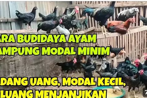 Peternak Kreatif Mengembangkan Bisnis Ternak Ayam Kampung Dengan