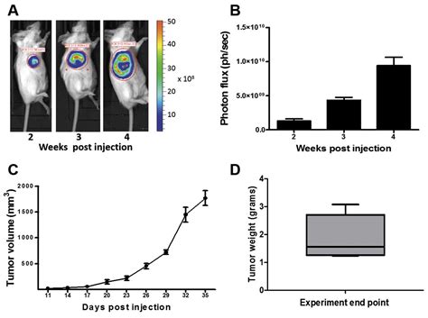 Intraductal Adaptation Of The T Mouse Model Of Breast Cancer Reveals