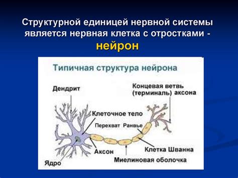 Нервная система. Строение нервных клеток. Нейроны - презентация онлайн