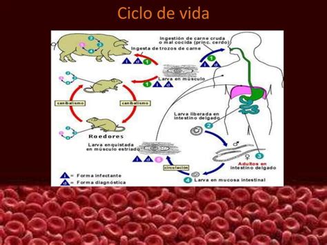 Triquinelosis Triquinosis Ppt