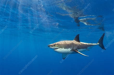 Male Great White Shark Stock Image F0426357 Science Photo Library