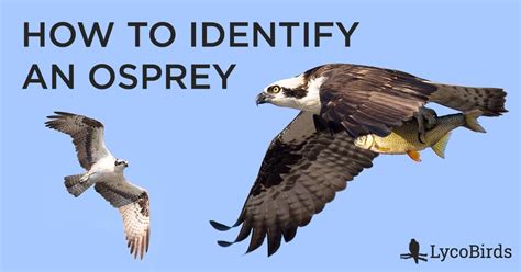 How to Identify an Osprey | LycoBirds