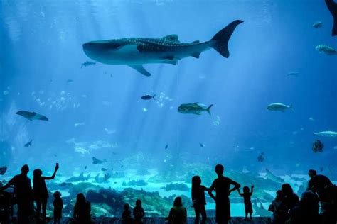 Atlanta: Georgia Aquarium Skip-the-Box-Office Entry Ticket | GetYourGuide