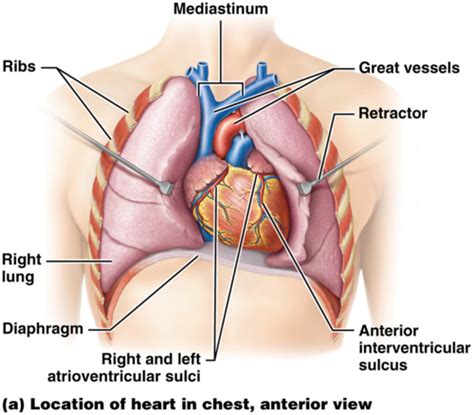 Cardiovascular Lecture Flashcards Quizlet