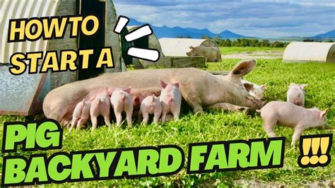 HOW TO START PIG FARMING FOR BEGINNERS TIPS IN RAISING PIGS YouTube