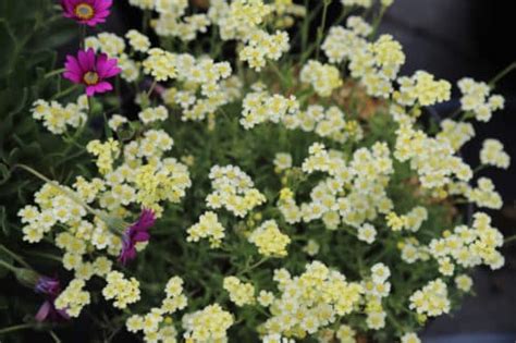 Achillea Lewisii King Edward Agm Darcy And Everest