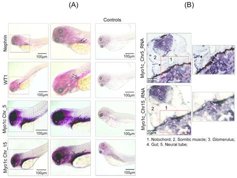 Both Myo C Homologs Are Expressed In Zebrafish Glomerulus A Whole