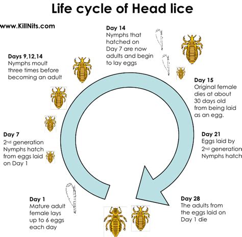 Headlice Life Cycle