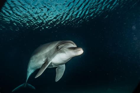 Premium Photo One Dolphin Swimming With Divers In The Red Sea Eilat