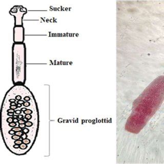 Diagram of the domestic life cycle of E. granulosus.. | Download Scientific Diagram