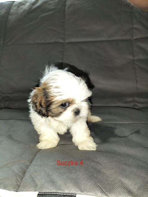 Shih Tzu Suczka Gotowa Do Odbioru Aleksandr W Kujawski Olx Pl