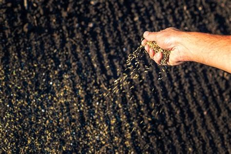 Premium Photo The Farmer Sows Lawn Grass Selective Focus