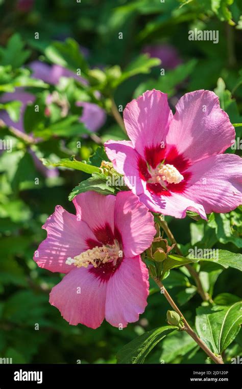 Pink Flowers Of Hibiscus Moscheutos Plant Close Up Hibiscus Moscheutos