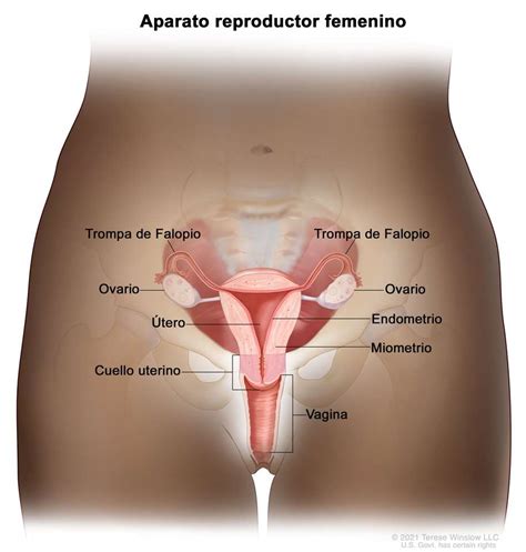 Aparato reproductor femenino rompecabezas en línea