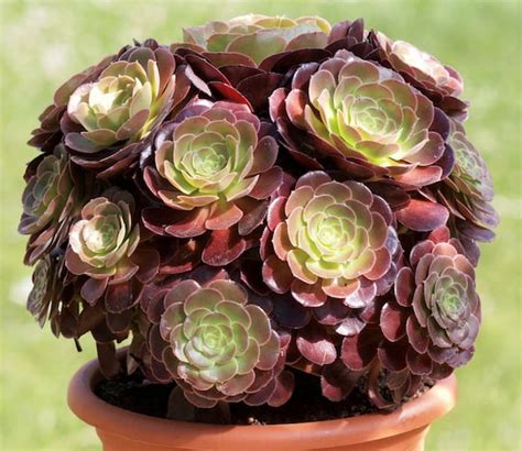 Aeonium Arboreum Atropurpureum Care Guide Off