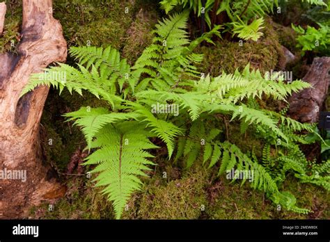 Athyrium Filix Femina Lady In Red Stock Photo Alamy