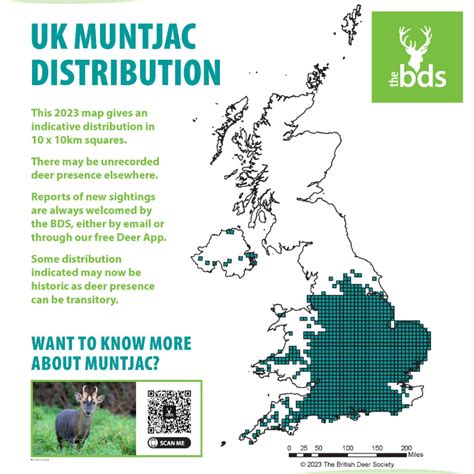 Muntjac Deer - The British Deer Society