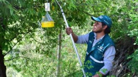 Cusco Minagri Ejecutará Vigilancia Fitosanitaria En Más De 12 Mil