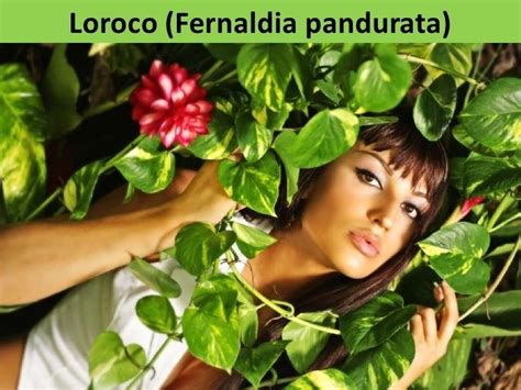 Fernaldia Pandurata Alchetron The Free Social Encyclopedia