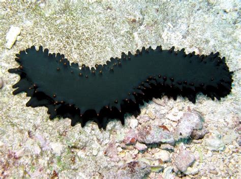 Sea Cucumber Ocean Treasures Memorial Library