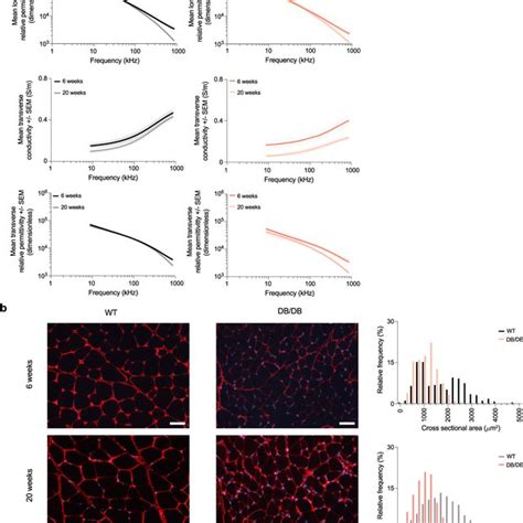 Permittivity In A Mice Model Of Diabetes A Longitudinal And