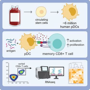 Distinctive CD8+ T cell activation by antigen-presenting plasmacytoid ... 