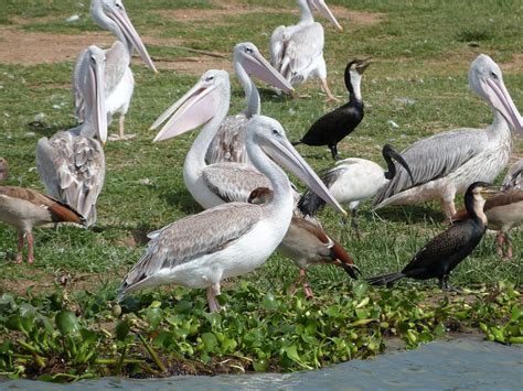 P Lican Gris Pelecanus Rufescens Pink Backed Pelic Flickr