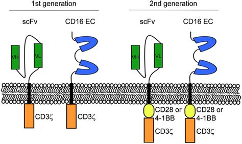 Frontiers | FCγ Chimeric Receptor-Engineered T Cells: Methodology ...