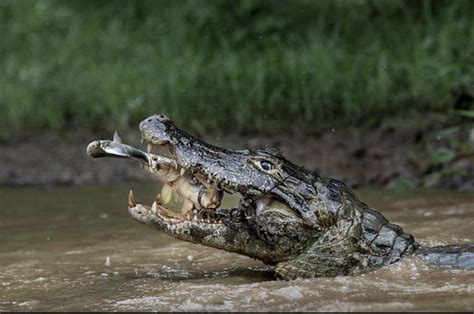 PsBattle: A crocodile eating a fish eating another fish (credit to u/RiddleTower) : r ...