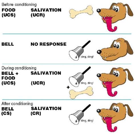 Pavlov Classical Conditioning - quotes to cheer someone up from a ...