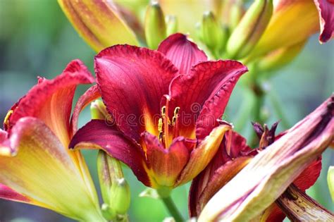 Closeup Shot Of A Red Daylilies With A Blurred Background Stock Photo