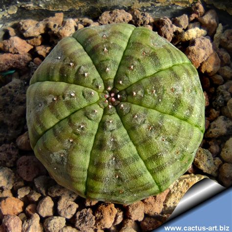 Euphorbia Obesa