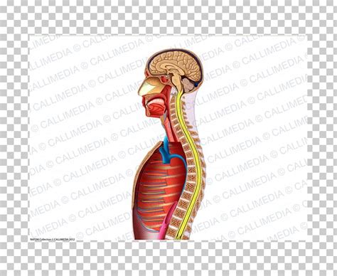 Thumb Muscle Nerve Blood Vessel Neck Png Clipart Abdomen Anatomy