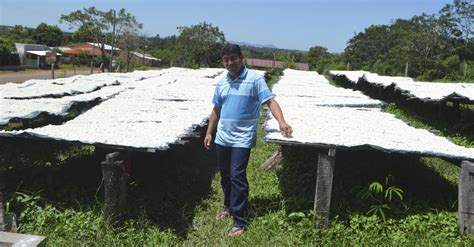 Almid N De Mandioca Otro Rubro Que Se Destaca En La Zona De Mauricio