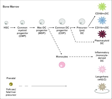 Ontogeny Of Dendritic Cells Cdcs Develop Postnatally Through