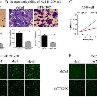 Down Regulation Of Ttc C Inhibits The Proliferation And Metastasis In