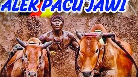 Alek Anak Nagari Pacu Jawi Padang Laweh Sawah Potai Guguak Baruah