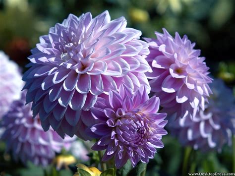 Dahlia Desktop Wallpaper Wallpapersafari