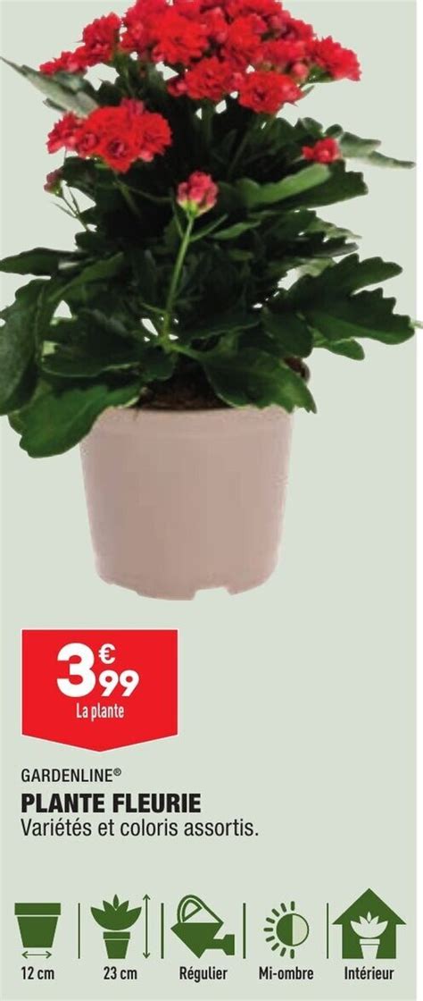 Promo Plante Fleurie Chez Aldi