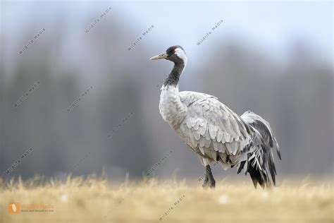 Images of GRUS - JapaneseClass.jp